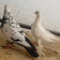 کبوتر