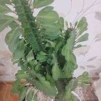 گل اف‌بی‌آی سبزوقرمز