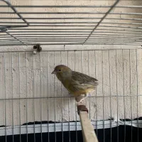 یک جفت قناری|پرنده|بانه, |دیوار