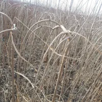 شروع پیش فروش اسفند ماه