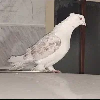 کبوتر گمشده((مژدگانی میدم به یابنده))|حیوانات|تهران, باغ خزانه|دیوار