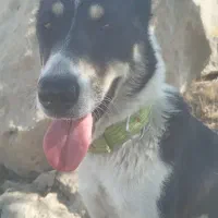 واگذاری|سگ|نورآباد ممسنی, |دیوار