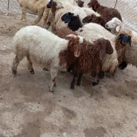 بره