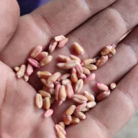 بذر مادری پایا و کوهدشت