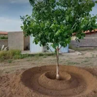باغبانی هرس اصولی اره برقی داربست چوبی توجه به متن