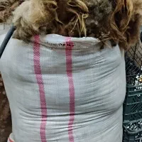 پشم گوسفند
