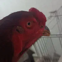 مرغ و خروس لاری|حیوانات مزرعه|کاشان, شهرک صنعتی امیرکبیر ۲|دیوار