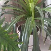 فروش گل اپارتمانی