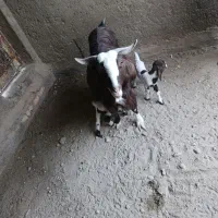 بز دوکره ای