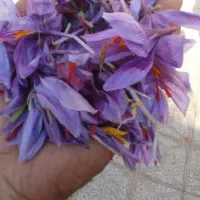 خرید و فروش گل زعفران(استعلام روزانه قیمت)