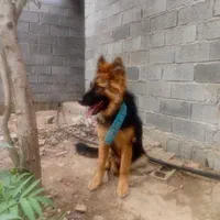 ژرمن ماده درشت زیر یک سال