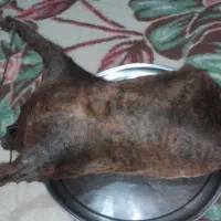 هیزه|خوردنی و آشامیدنی|کوهدشت, |دیوار