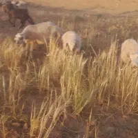۱۹راس‌میش|حیوانات مزرعه|سروستان, |دیوار