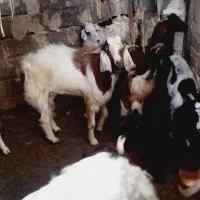 پاچن گوشتی. نسلی|حیوانات مزرعه|نیک شهر, |دیوار