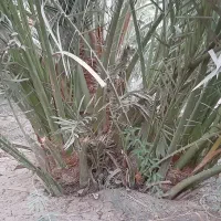 پاجوش نخل برحی