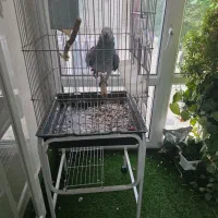 کاسکو