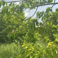 باغ میوه|فروش زمین و ملک کلنگی|خلجستان, |دیوار