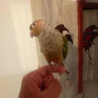 گرینچیک دستی