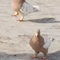 کفتر یا کبوتر|پرنده|اقبالیه, |دیوار