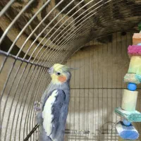 عروس هلندی|پرنده|بندر امام خمینی, |دیوار