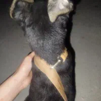 فروش یا معاوضه توله سگ