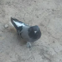 کبوتر پر