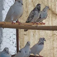 کبوتر ( یکجا ۱۵۰ تومن )