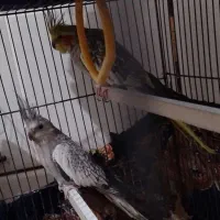 پرنده عروس هلندی