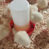 جوجه بوقلمون نژاد بی یو تی|حیوانات مزرعه|تهران, فردوسی|دیوار