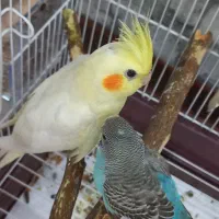 عروس هلندی گم شده