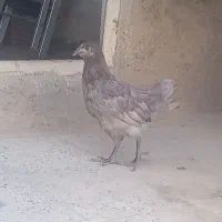 مرغ و خروس