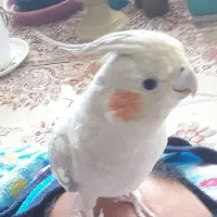 عروس هلندی ماده