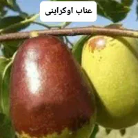 عرضه مستقیم نهال ابوالفضل مرغی