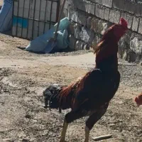 خروس ۱۲ماهه زیبا