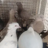 کفتر بهبهانی|پرنده|شیراز, شریفآباد|دیوار