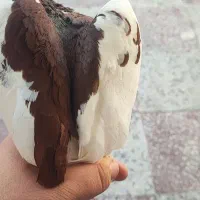 کبوتر ها