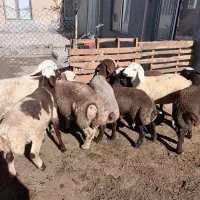 گوسفند|حیوانات مزرعه|هرسین, |دیوار