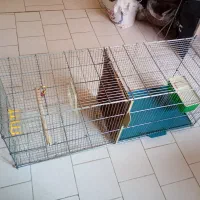 قفس جفت کن|لوازم جانبی حیوانات|پردیس, فاز ۲|دیوار