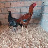 خروس لاری|پرنده|آق قلا, |دیوار