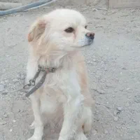 سگ.پاکوتاه.اشپیتز.|سگ|کبودرآهنگ, |دیوار