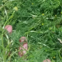 بابونه شیرین شیرازی