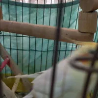 طوطی عروس مولد سخنگو خانگی،معاوضه|پرنده|کرج, باغستان|دیوار