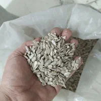 مغز تخمه آفتابگردان ایرانی