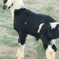 بره  نر  نژاددار