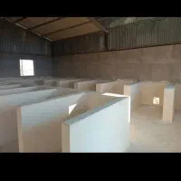 فروش گاوداری مجهز (قابل تهاتر)|فروش دفتر صنعتی، کشاورزی، تجاری|جوادآباد, |دیوار