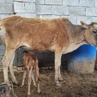 دوعدد گاو با گوساله نر و ماده در شادگان