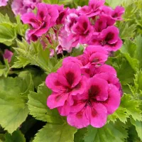 گل طبیعی شمعدانی .کلانکوئه .اژدر .رونده.کاغذی