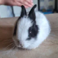 فروش خرگوش ناز مینیاتوری