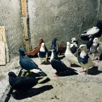 کبوتر رنگی ۲۵۰