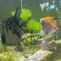 ماهی انجل|ماهی|بجنورد, |دیوار